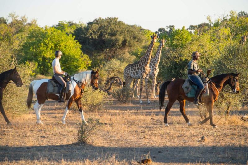 african horse safari botswana