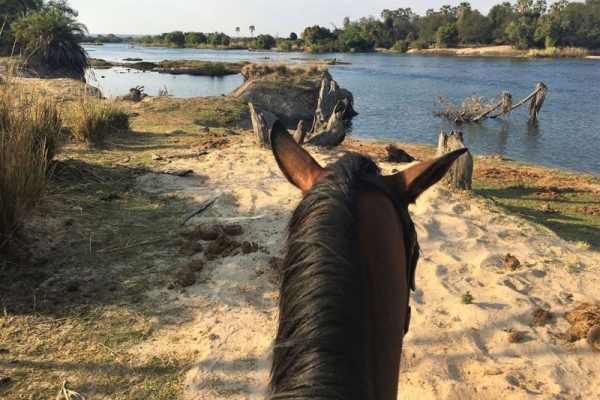 Horse looking over Zambezi River