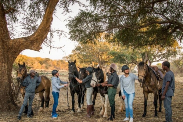 Horses ready to be ridden standing under trees in Zimbabwe
