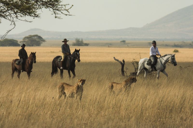 Horse riders and cHorse riders and cheetah in Masai Maraheetah