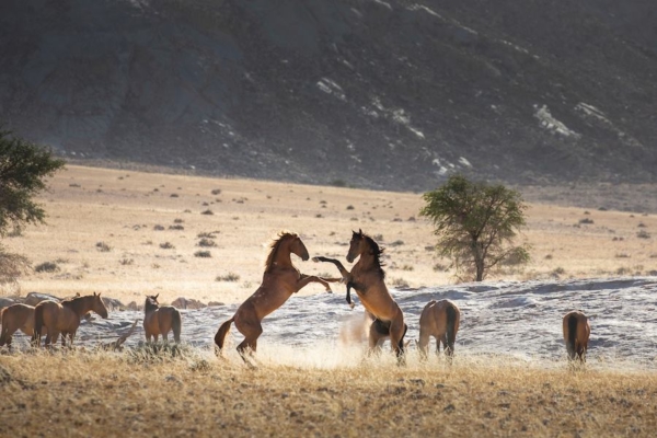 Wild Horses of the Namib