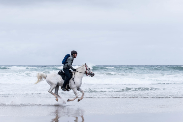 horse galloping on the beach
