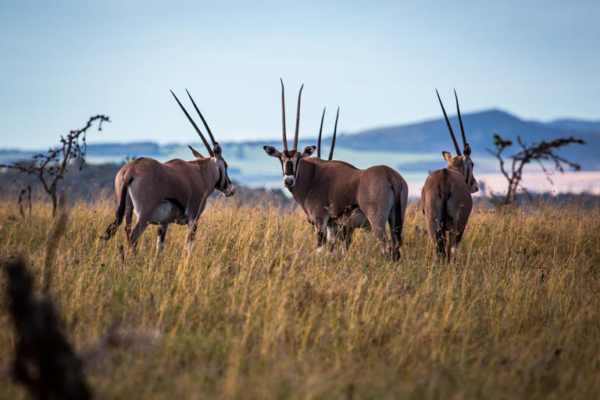Oryx Antelope