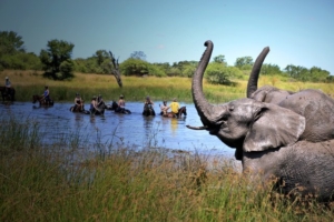 Horseback swims with elephants