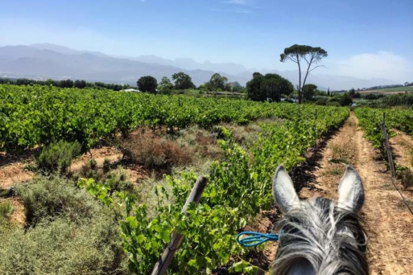 Riding between the vineyards