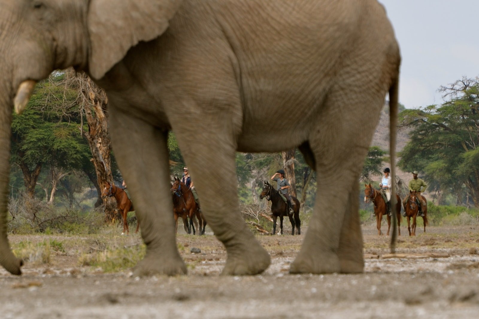 horse riders seen through elephant legs