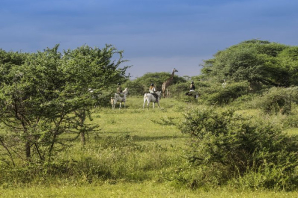 Chyulu Hills is home to a variety of wildlife including giraffe