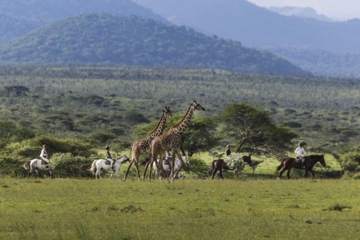 Horse riding with Giraffe in Kenya