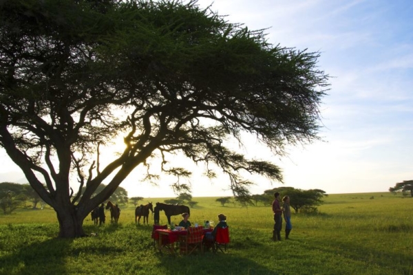 People eating under a tree with horses on the side in Ol Donyo Lodge Horse Safari