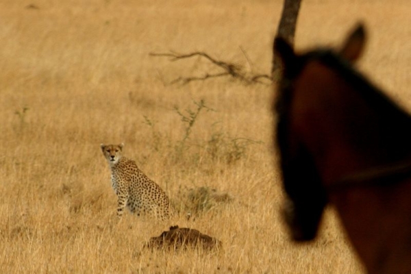 Encountering cheetah on horseback