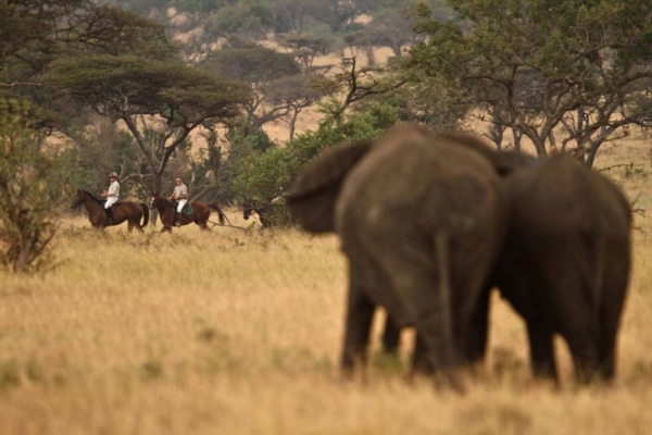 Elephant encounters on horseback