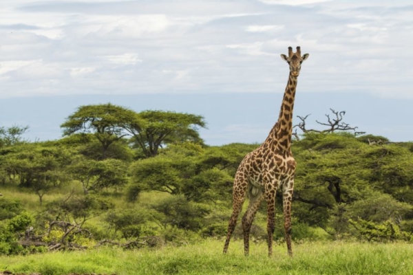 Chyulu Hills is home to a variety of wildlife like giraffe