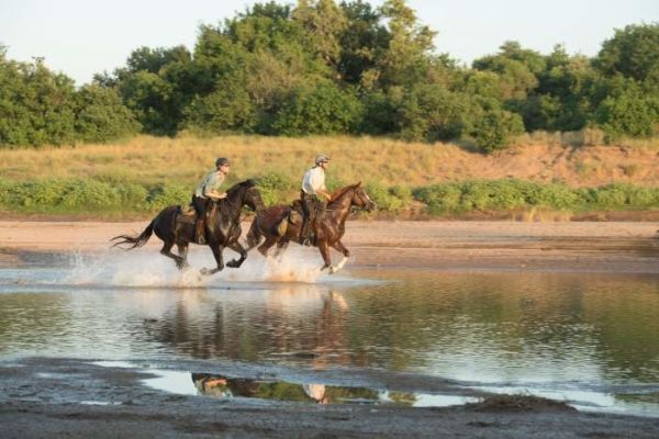 horses galloping in water