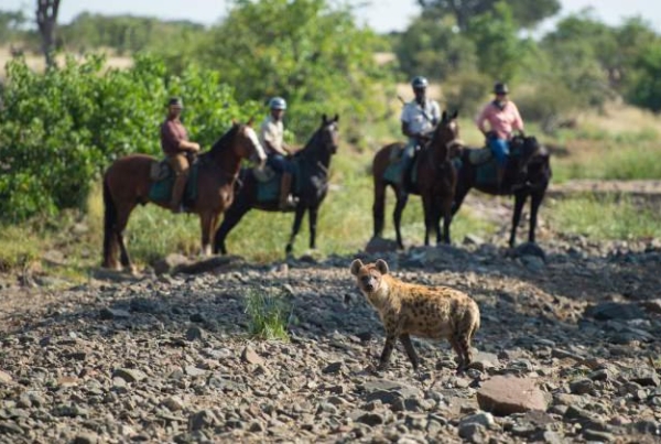 Equestrians in their horses behind a walking hyena