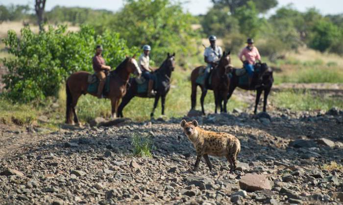 Equestrians in their horses behind a walking hyena