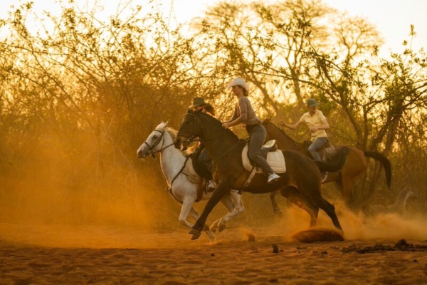 galloping horses at sunset