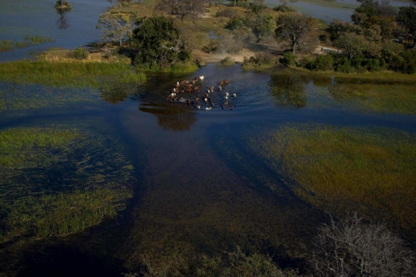 Herd of horses in water taken from airplane