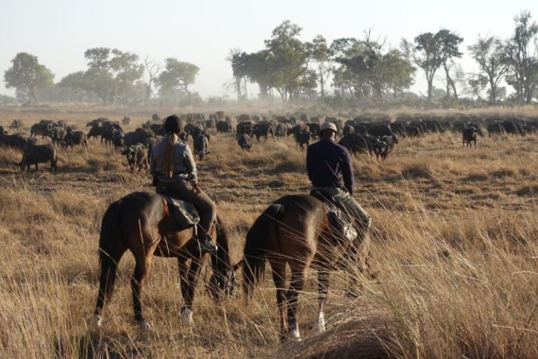 Cha Cha Metsi Buffalos