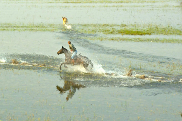 Horserider galloping through water with Lechwe
