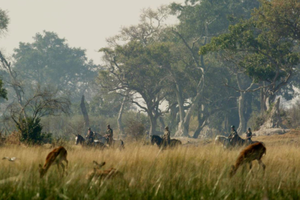 Antelope grazing in long grass with horseback riders and tall trees
