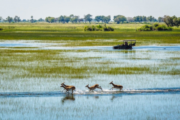 Horseback riders watching antelope galloping in water in Okavango Delta