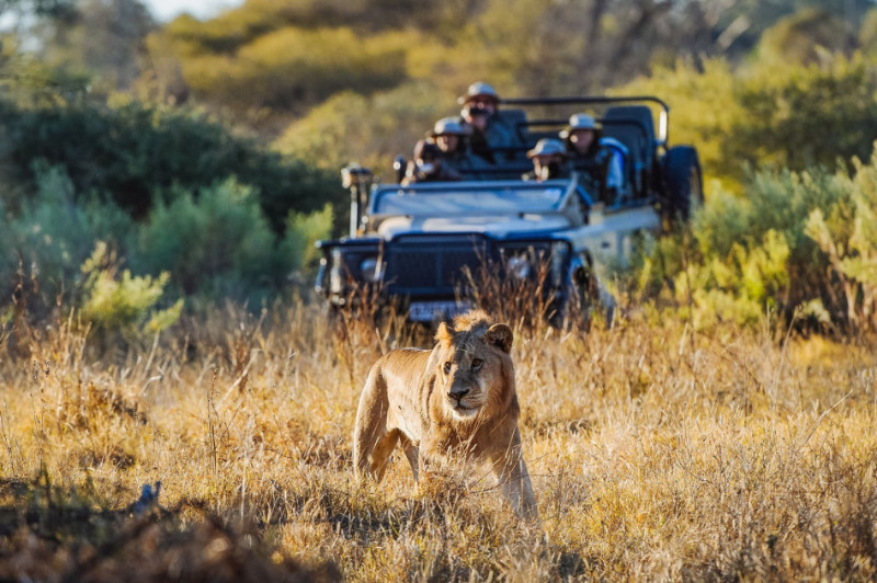 Game drive with lion