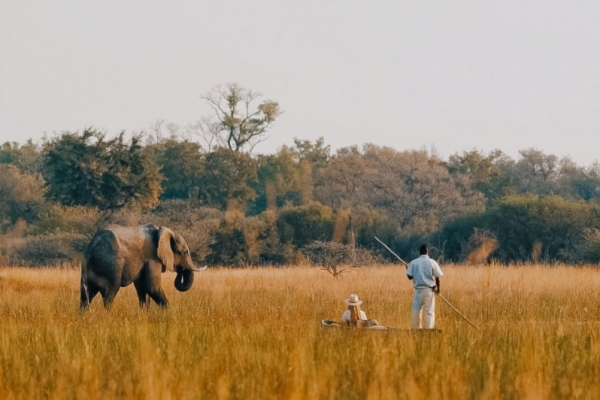 Mokoro and elephant in Okavango Delta
