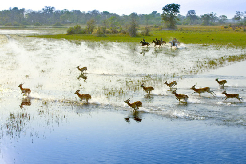 Horses galloping in the Okavango Delta