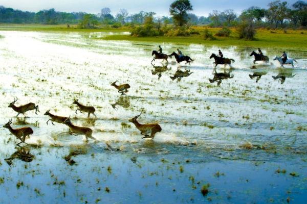 Galloping on horseback in the Okavango Delta