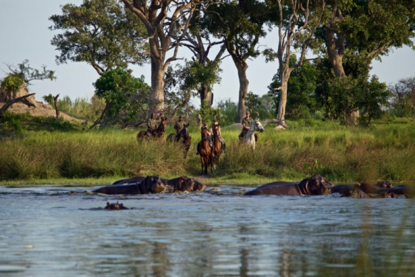 horses and hippos