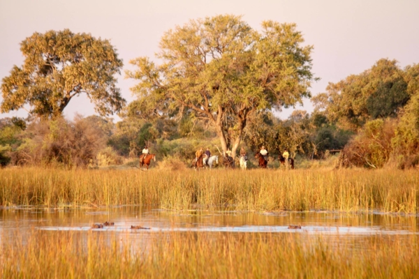 Hippos and horses in Okavango Delta