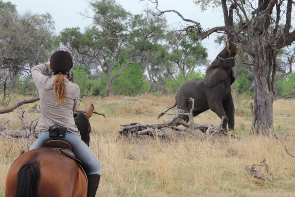 Horseback rider taking photo of elephant eating from tree