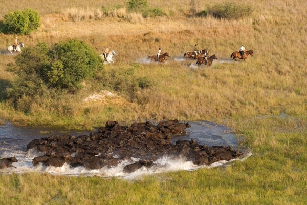 Herd of buffalo and horse riders in Okavango Delta