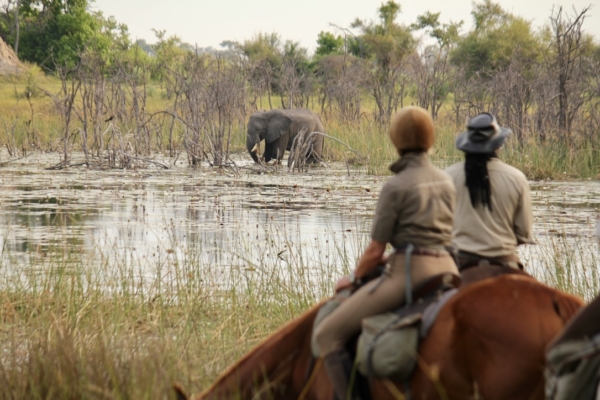 Horseriders watching elephant in river