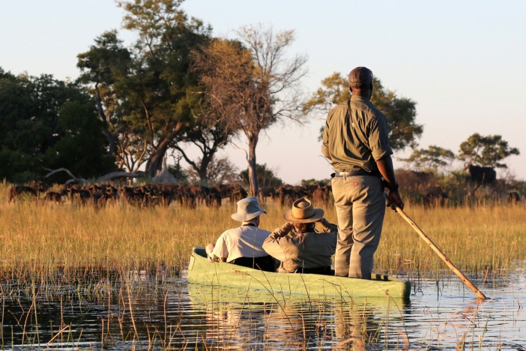 Mokoro and buffalo herd in Okavango Delta