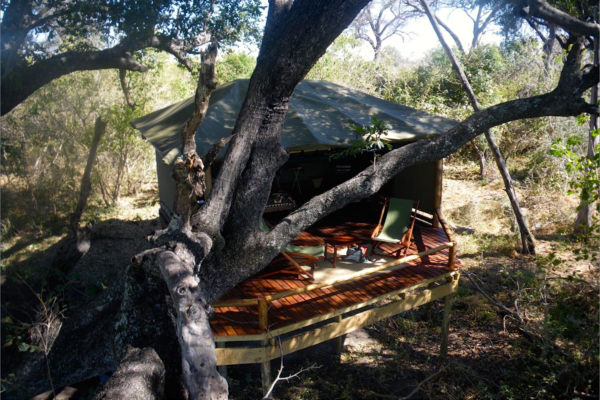 View of safari tent through trees