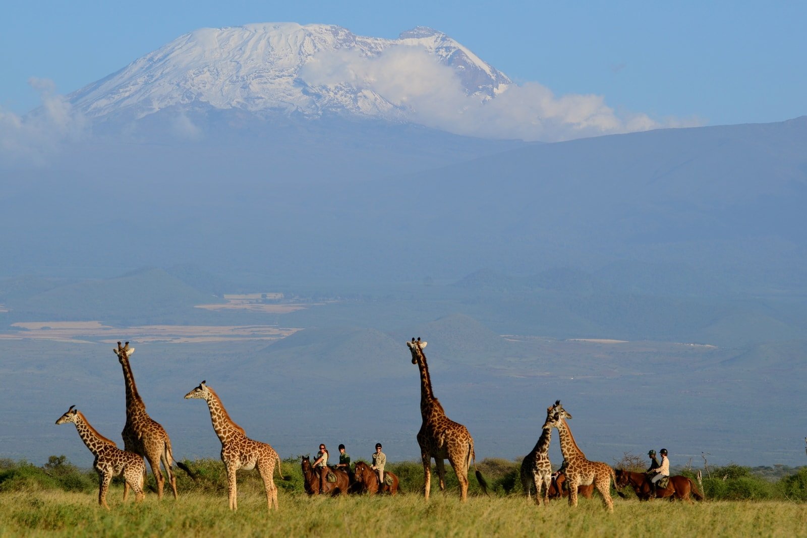 Giraffe and horse riders with Kilimanjaro