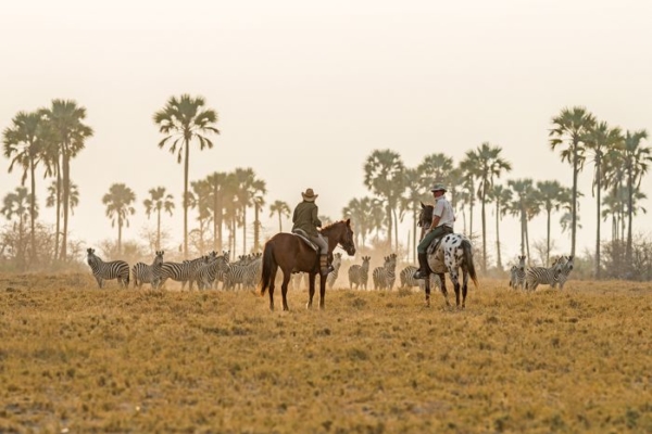 Horseback riders and zebra herd with palm trees