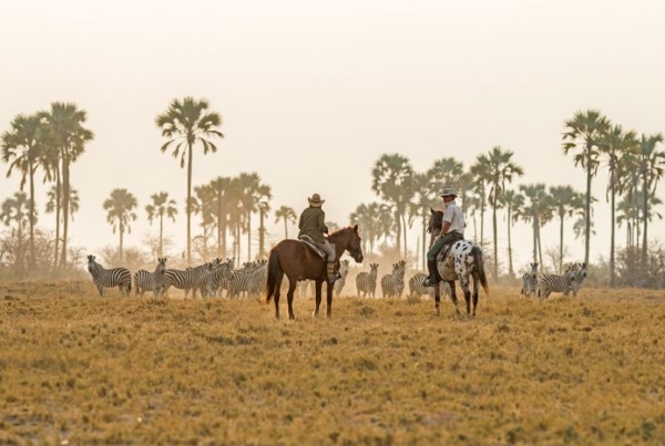 Horseback riders and zebra herd with palm trees