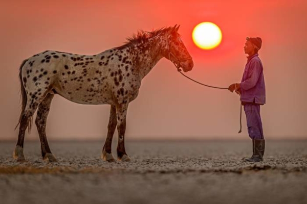 Appaloosa horse and man with red sunset