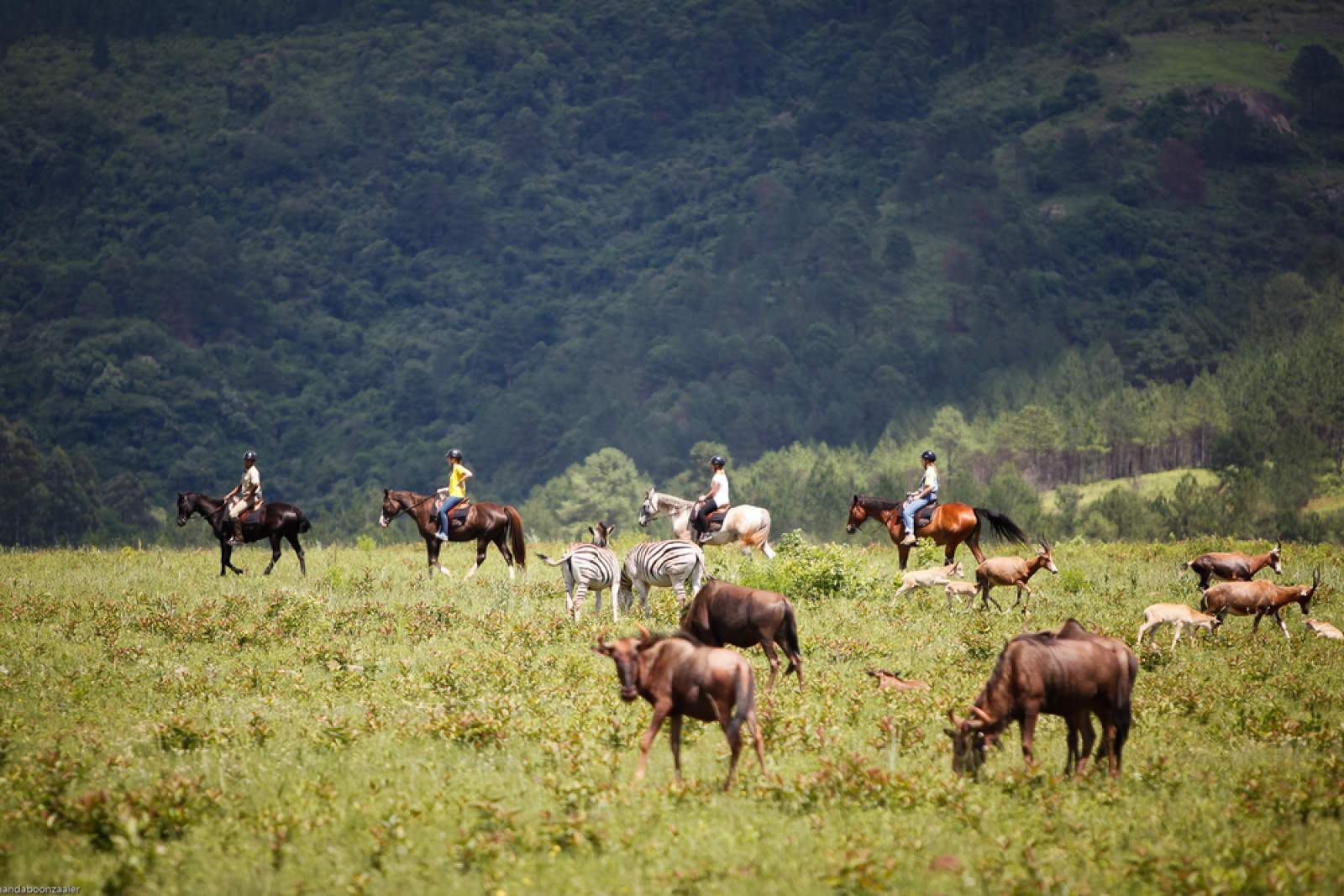 Horse safari with wildebeest, antelope and zebra