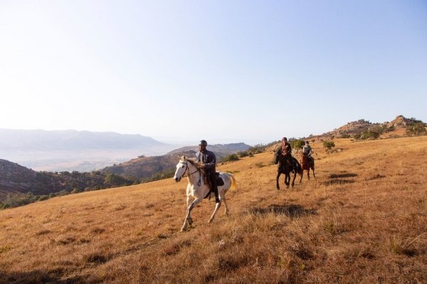 Horse riders galloping through long golden grass