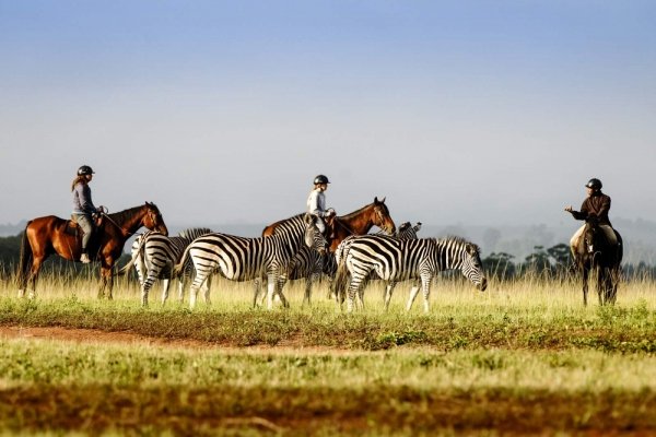 Horse riding with zebra
