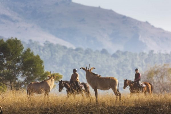 Horse riding with African antelope