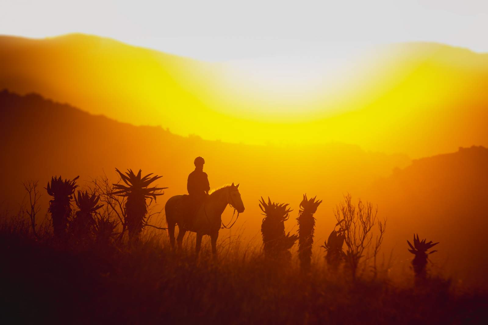 Horse riding sunset silhouette