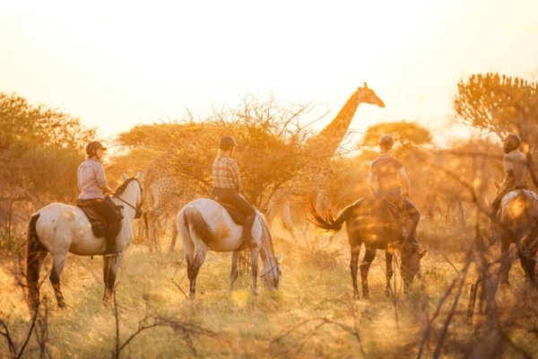 Three riders on horseback seeing a giraffe during an afternoon ride