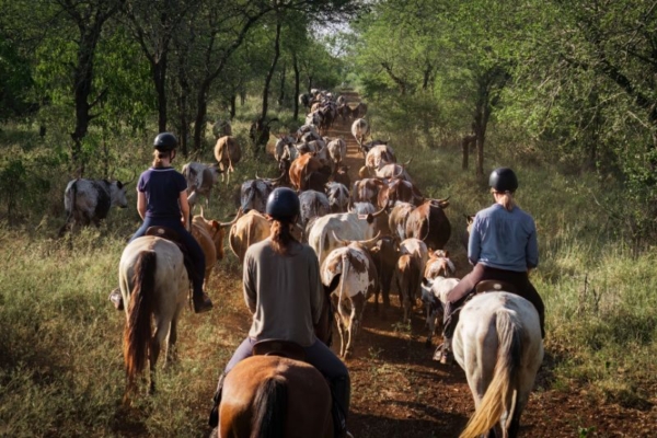 Three riders on horseback moving behind a herd of Nguni cattle in Eswatini