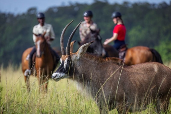 A group of riders on horseback seeing a roan antelope