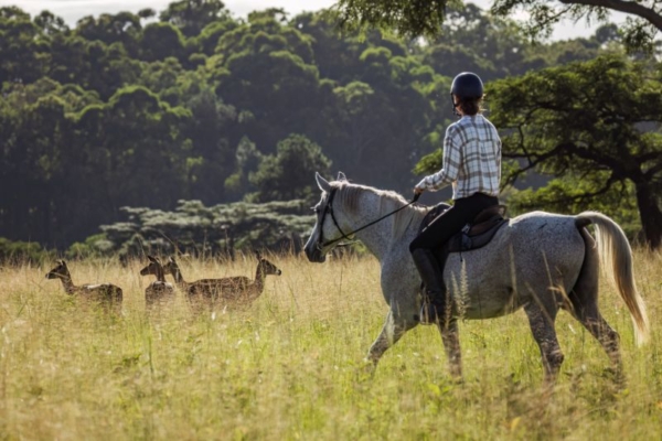 A rider on a white horse seeing a group of antelopes