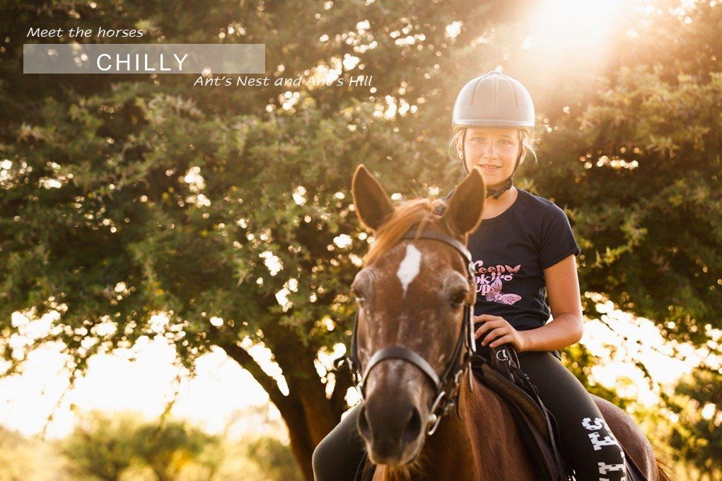Smiling girl on chestnut horse
